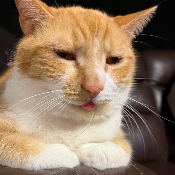 Meet your Posher, Jeffrey - Picture 1 of 1